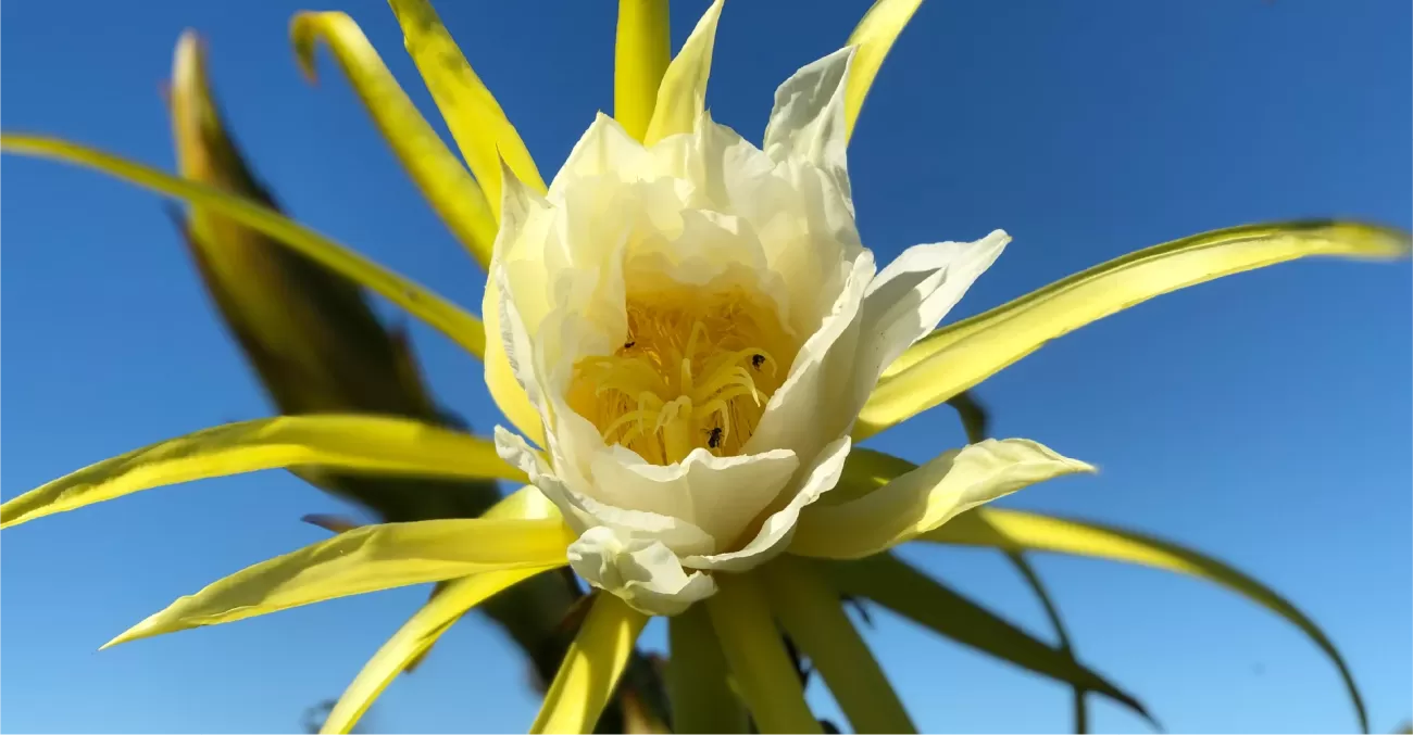 Tropical Dragon Fruit