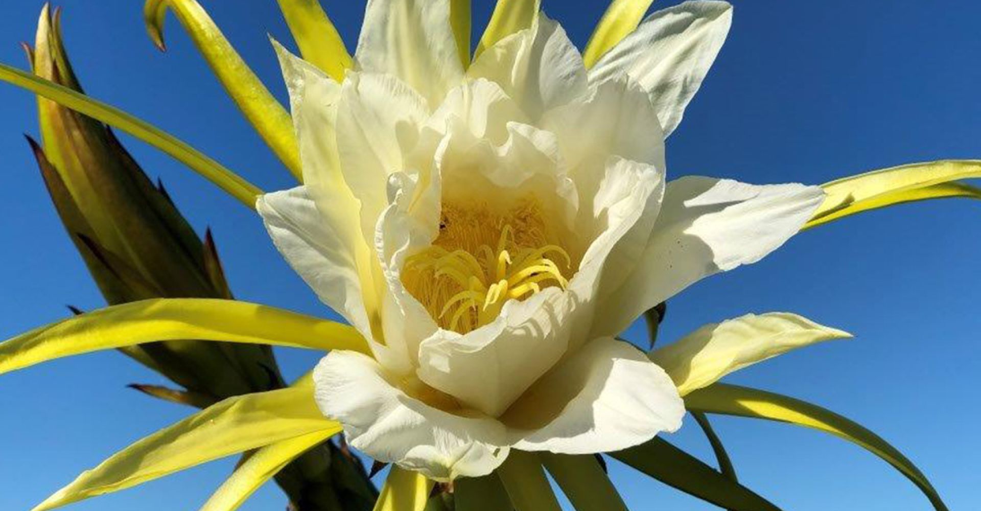 Tropical Dragon Fruit