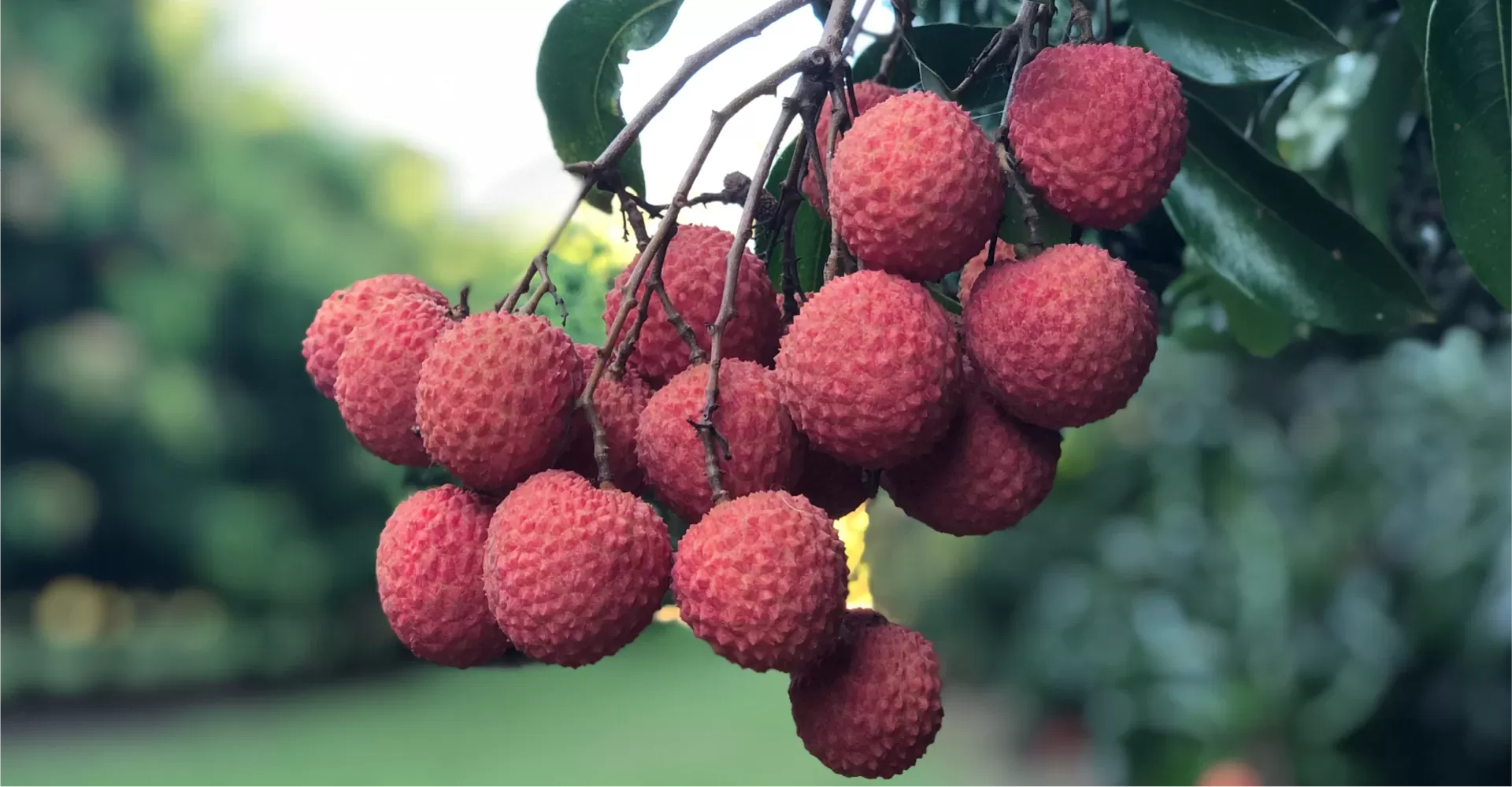 Exotic Lychee