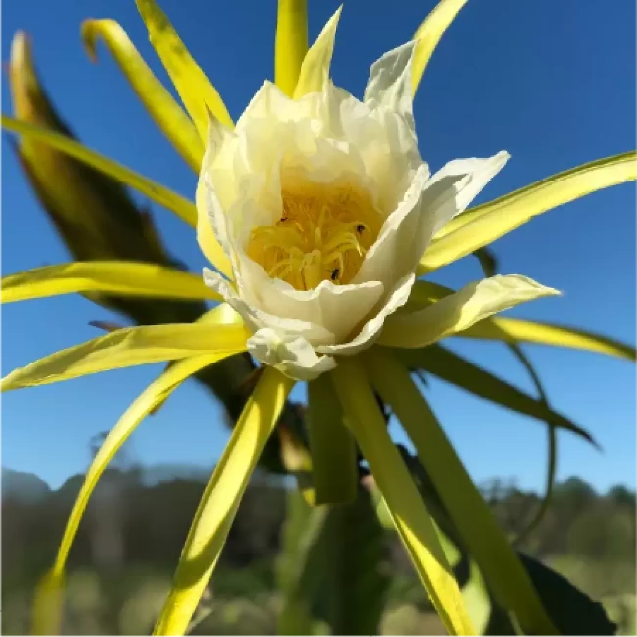 Tropical Dragonfruit